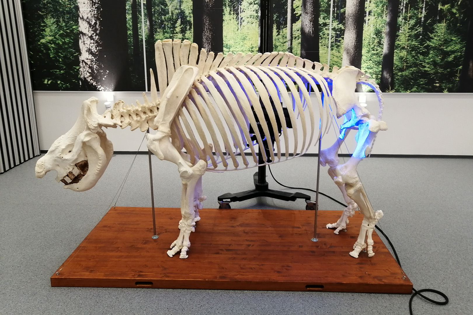 3D skenovánie nosorožca