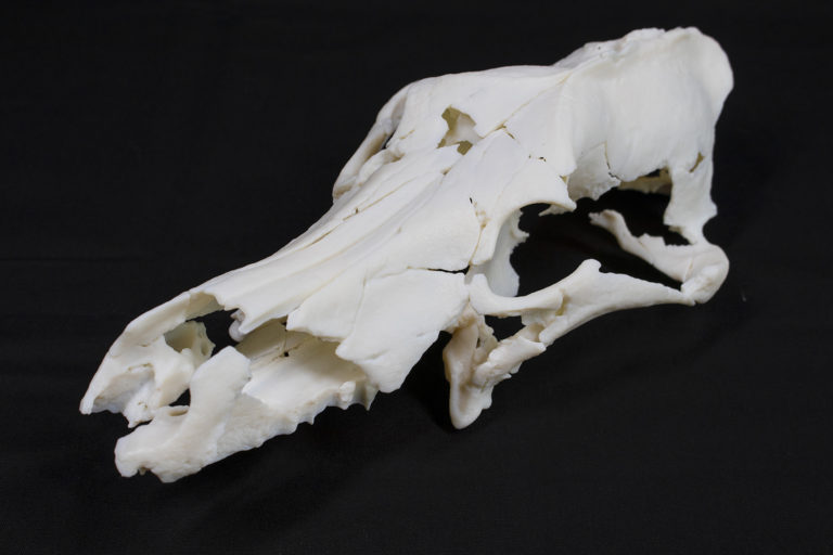 3D tlač kostí