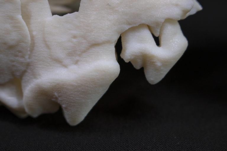 lebka z 3D tlačiarne